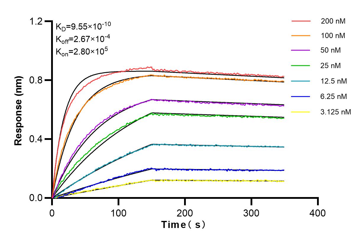 Affinity and Kinetic Characterization of 83514-3-RR