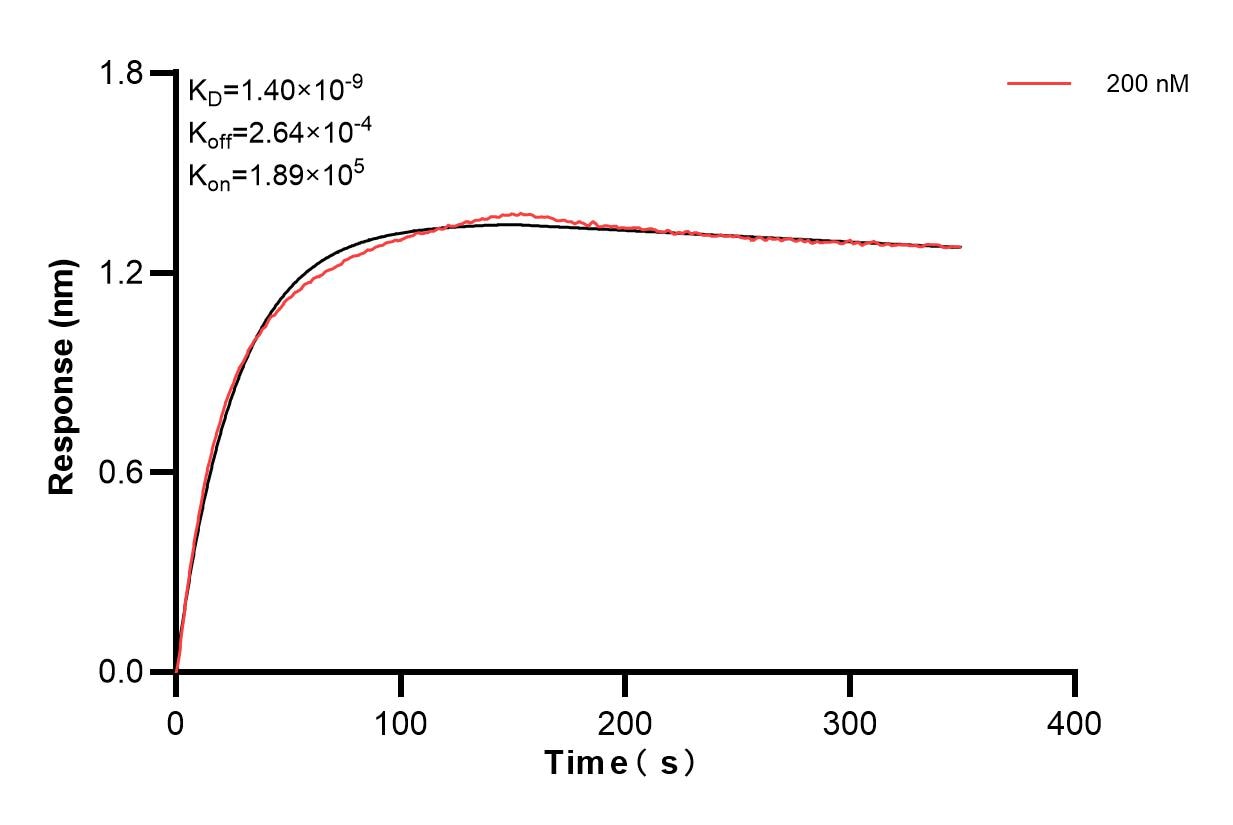 Biolayer interferometry (BLl) kinetic assay of 83522-3-PBS against Human CKB was performed. The affinity constant is 1.40 nM. Affinity and Kinetic Characterization of 83522-3-PBS