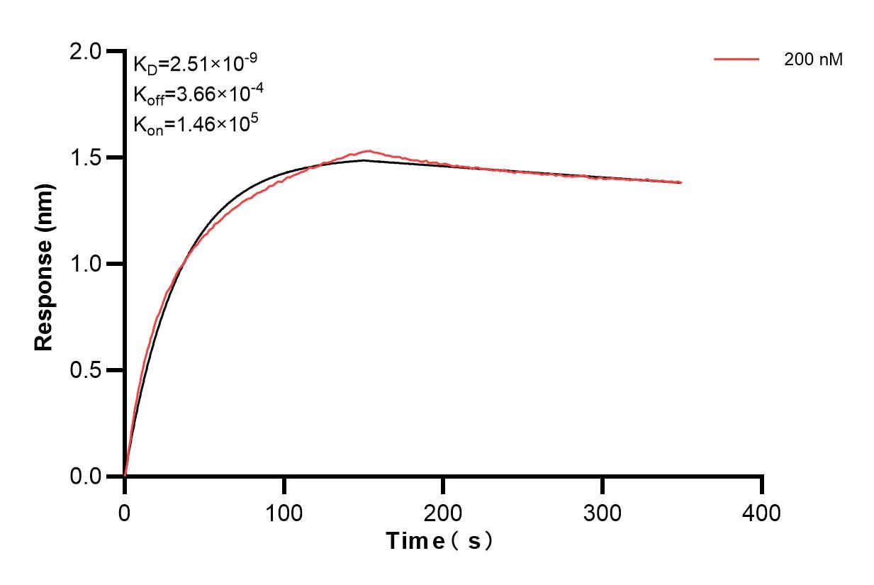 Biolayer interferometry (BLl) kinetic assay of 83522-4-PBS against Human CKB was performed. The affinity constant is 2.51 nM. Affinity and Kinetic Characterization of 83522-4-PBS