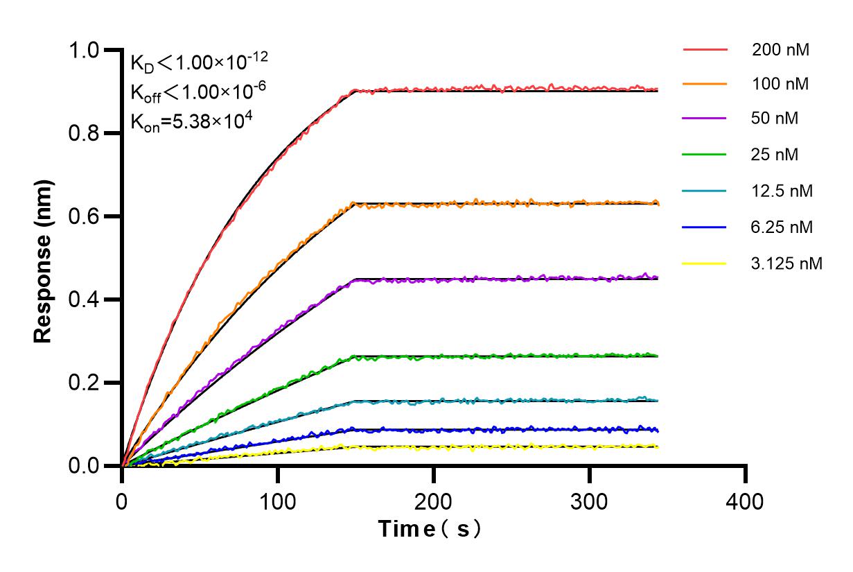 Affinity and Kinetic Characterization of 83522-5-RR