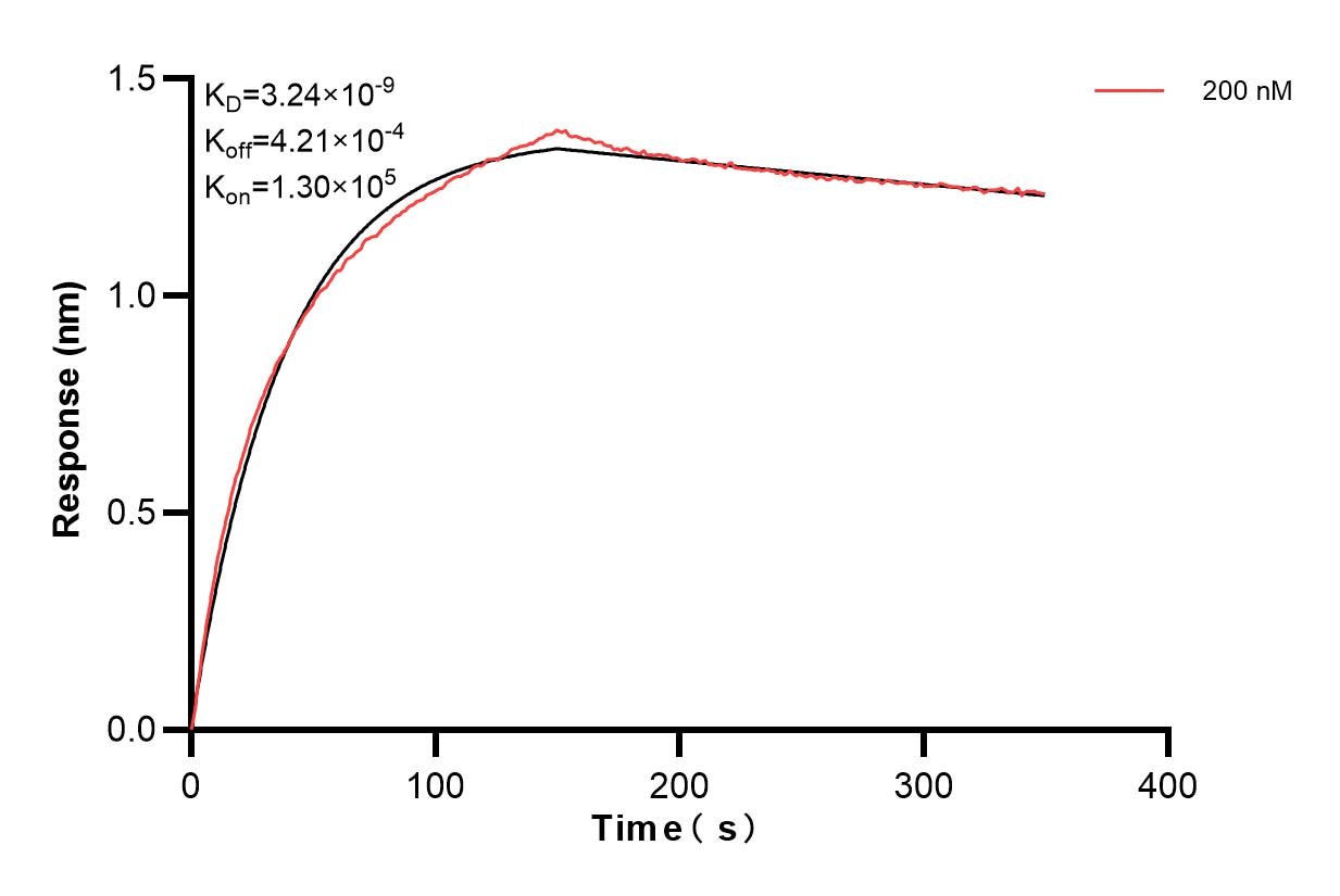 Biolayer interferometry (BLl) kinetic assay of 83522-6-PBS against Human CKB was performed. The affinity constant is 3.24 nM. Affinity and Kinetic Characterization of 83522-6-PBS