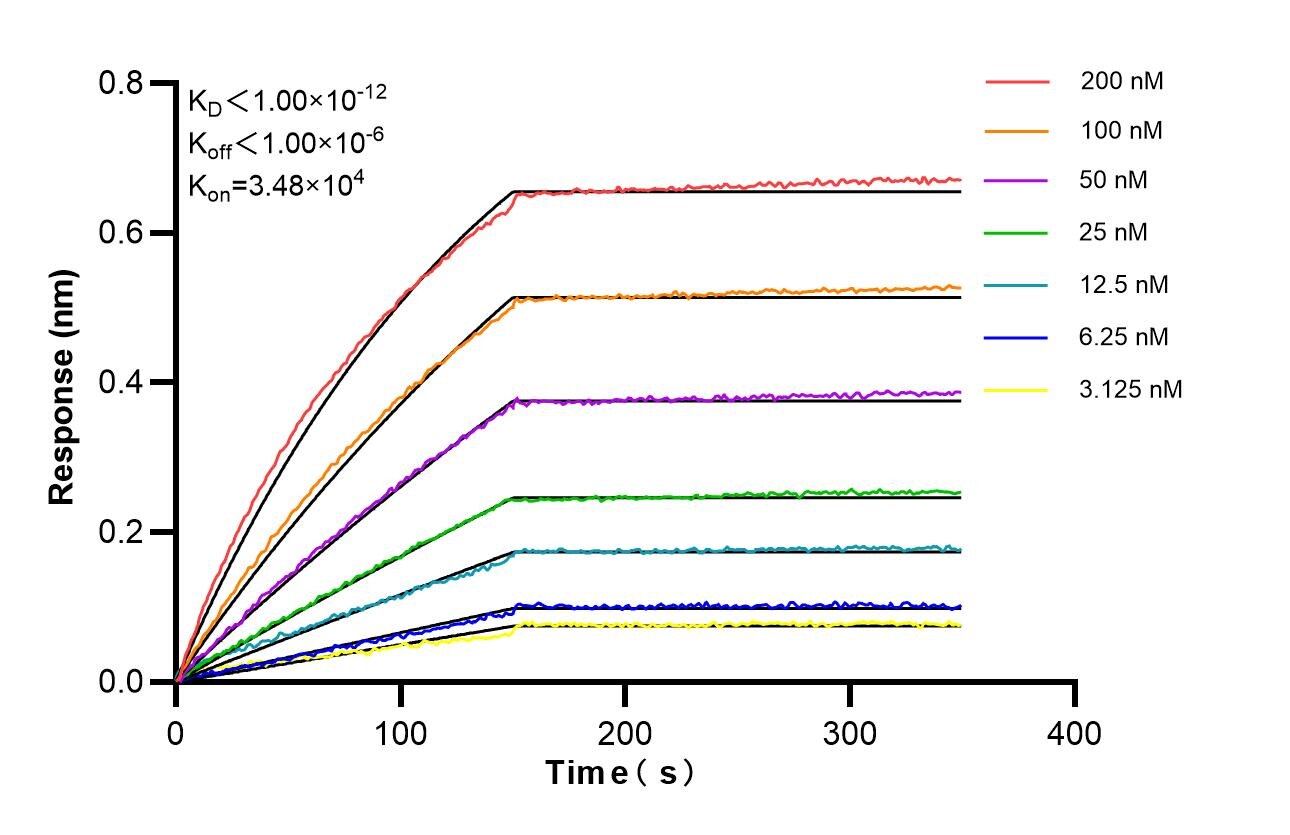 Affinity of 83524-8-RR