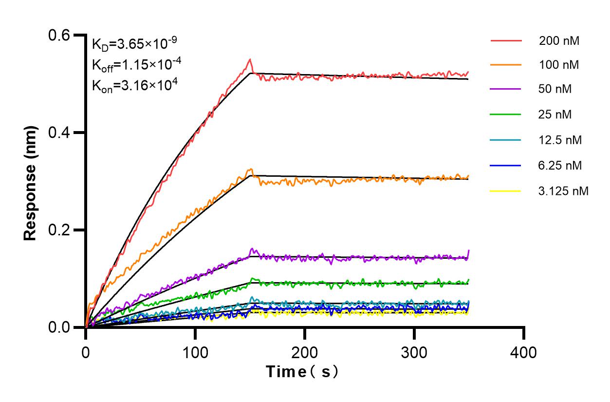 Affinity and Kinetic Characterization of 83555-5-RR