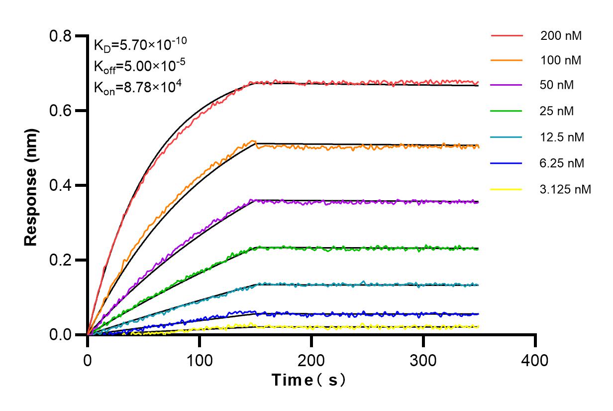 Affinity and Kinetic Characterization of 83565-1-RR