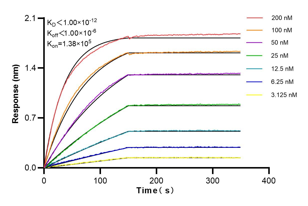 Affinity and Kinetic Characterization of 83566-1-RR