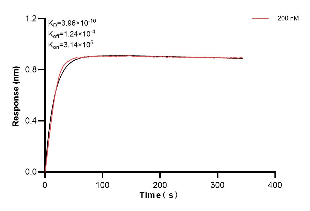 Biolayer interferometry (BLl) kinetic assay of 83573-3-PBS against Human TNF beta was performed. The affinity constant is 0.396 nM. Affinity of 83573-3-PBS