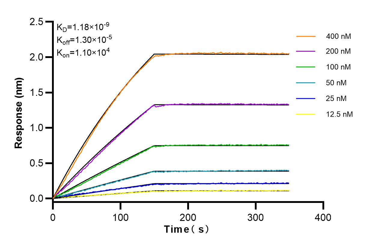 Affinity and Kinetic Characterization of 83577-4-RR