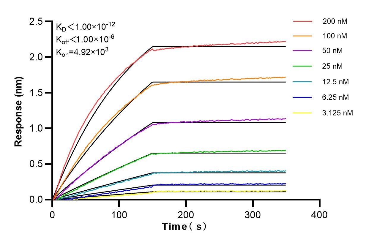 Affinity and Kinetic Characterization of 83613-6-RR