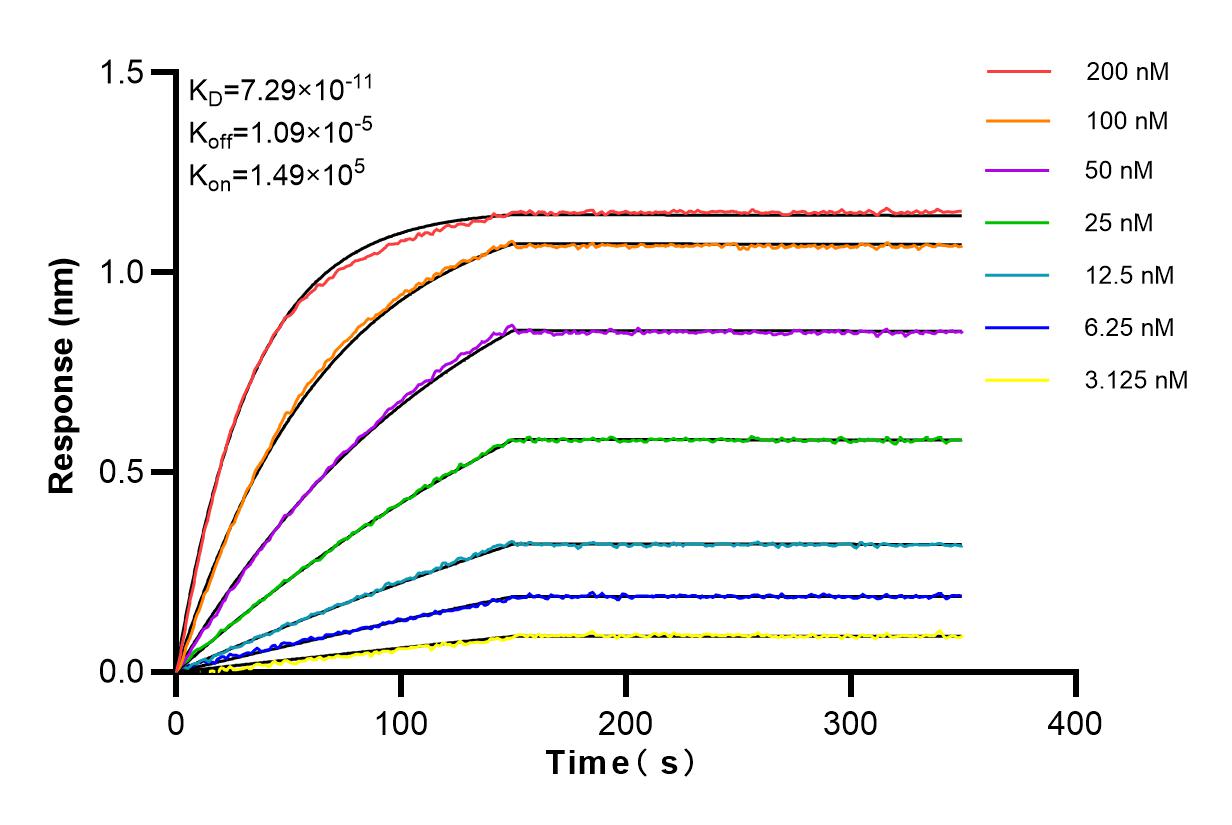 Affinity and Kinetic Characterization of 83629-1-RR