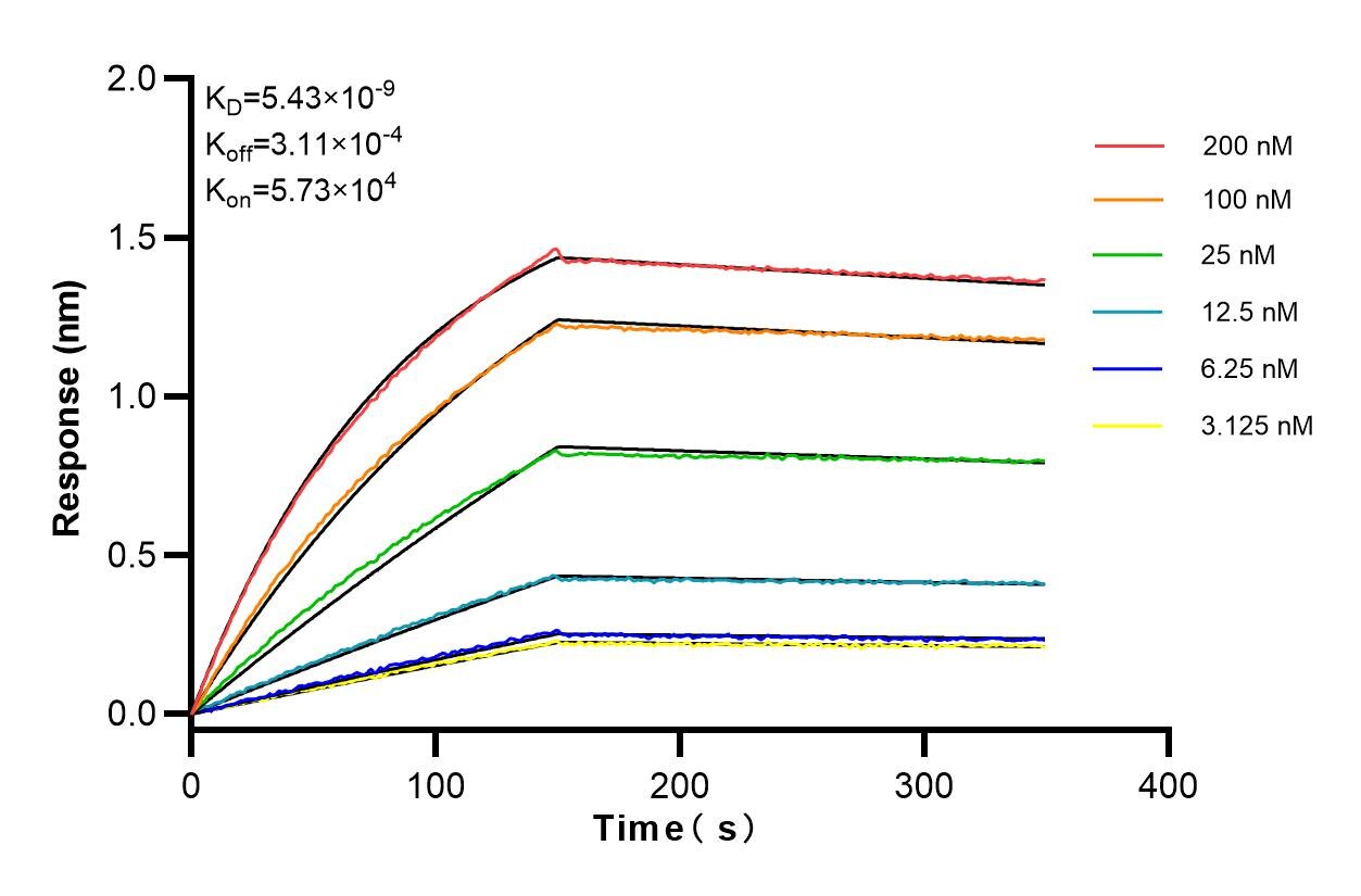 Affinity and Kinetic Characterization of 83636-6-RR