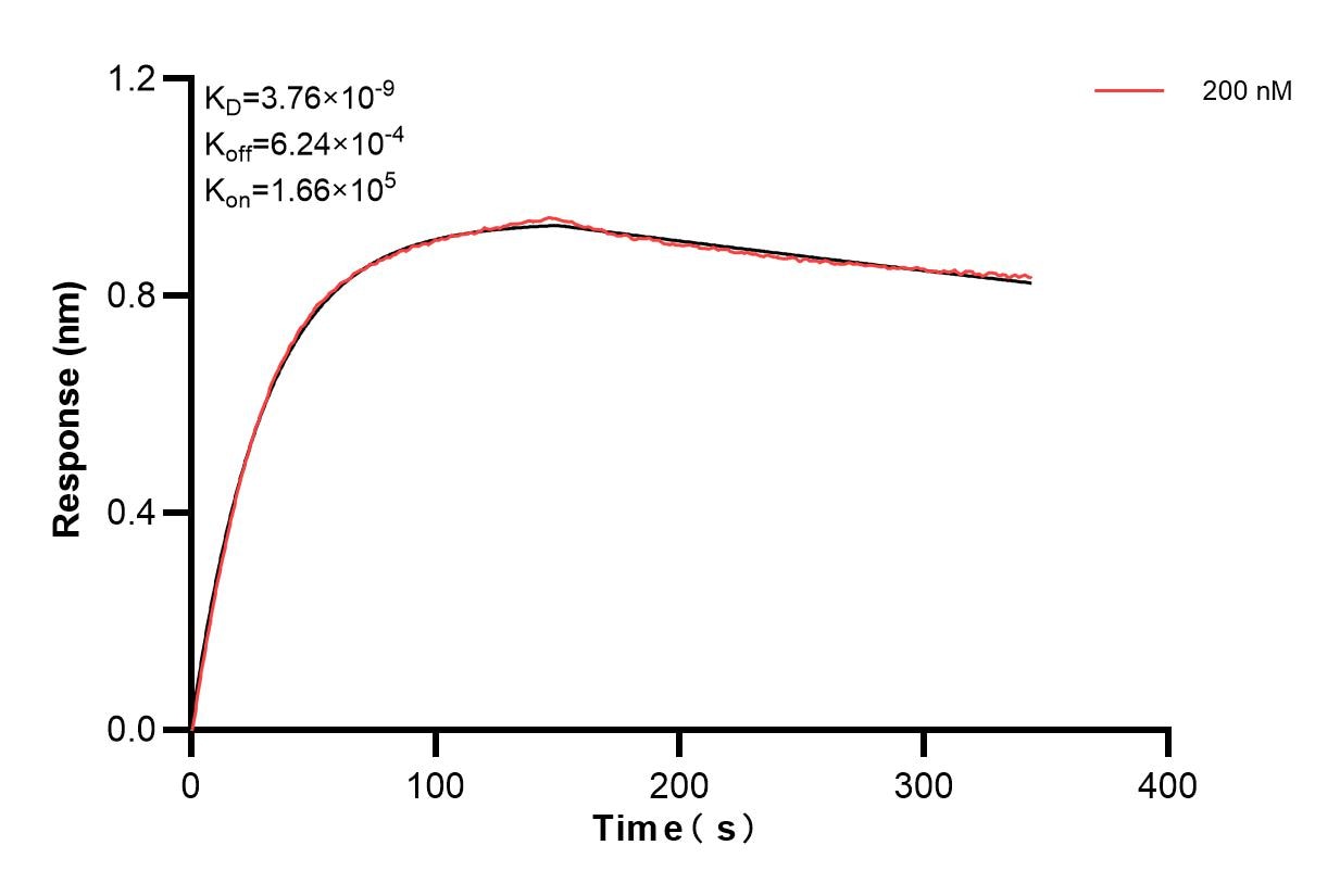Biolayer interferometry (BLl) kinetic assay of 83639-2-PBS against Human IFT20 was performed. The affinity constant is 3.76 nM. Affinity and Kinetic Characterization of 83639-2-PBS