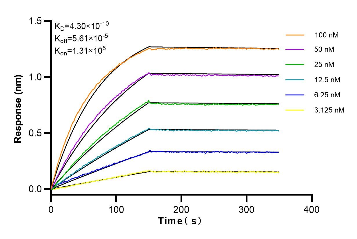 Affinity and Kinetic Characterization of 83641-4-RR