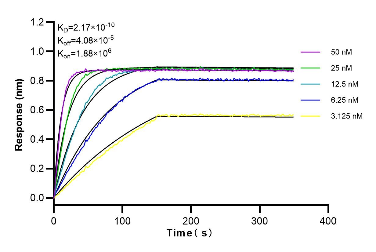 Affinity and Kinetic Characterization of 83684-6-RR