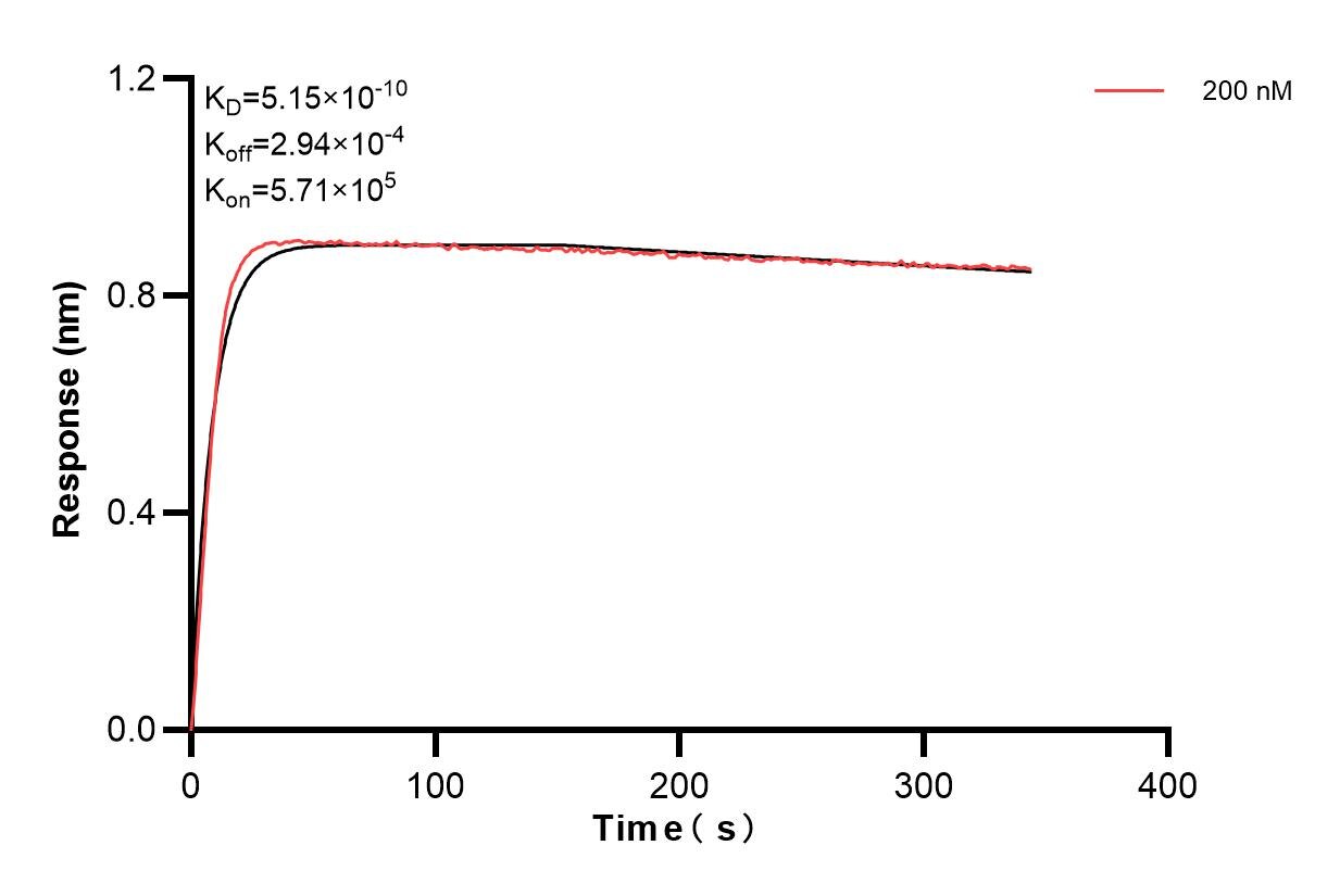 Biolayer interferometry (BLl) kinetic assays of 83688-3-PBS against Human CD126/IL-6R alpha were performed. The affinity constant is 0.515 nM. Affinity and Kinetic Characterization of 83688-3-PBS