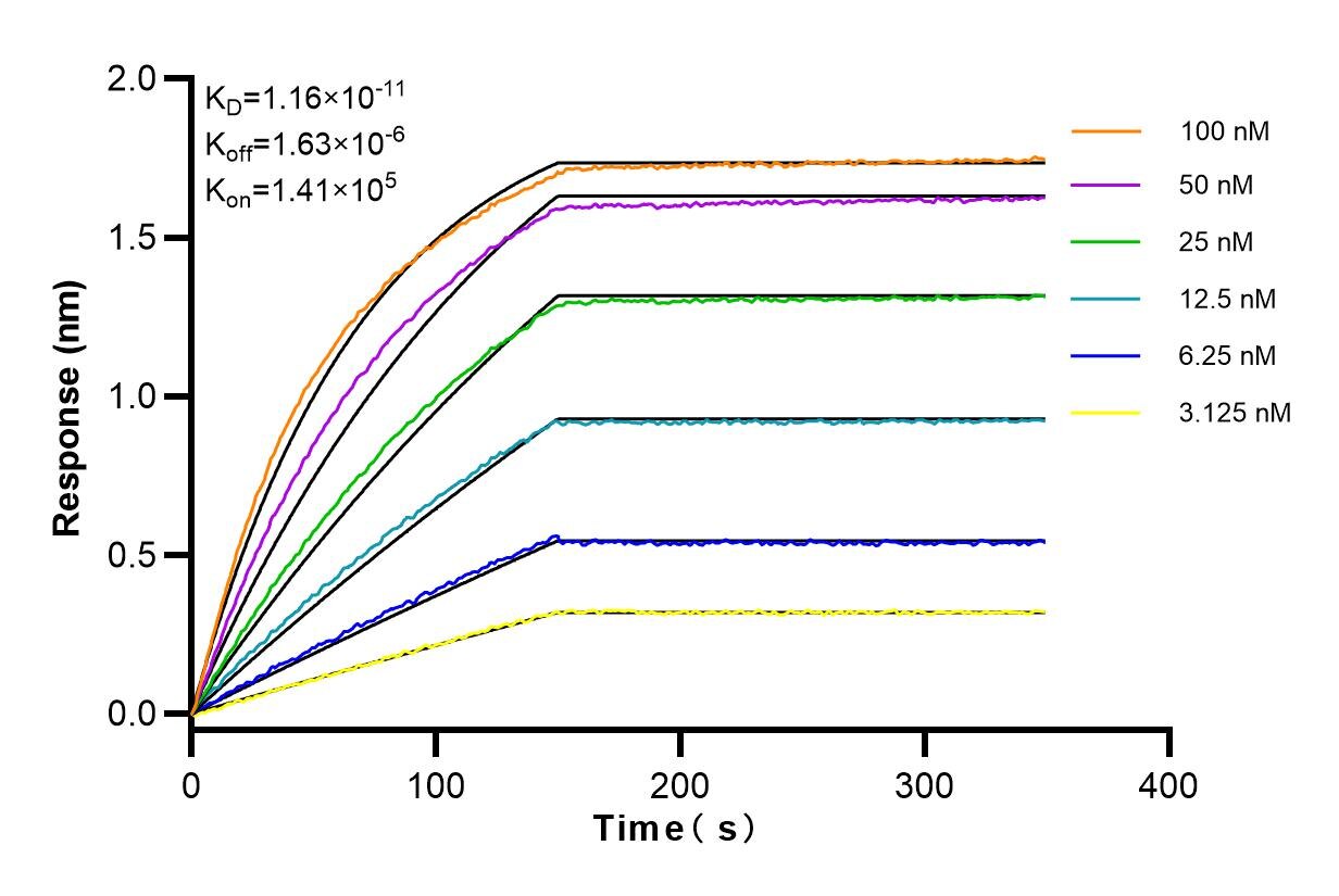 Affinity and Kinetic Characterization of 83699-4-RR