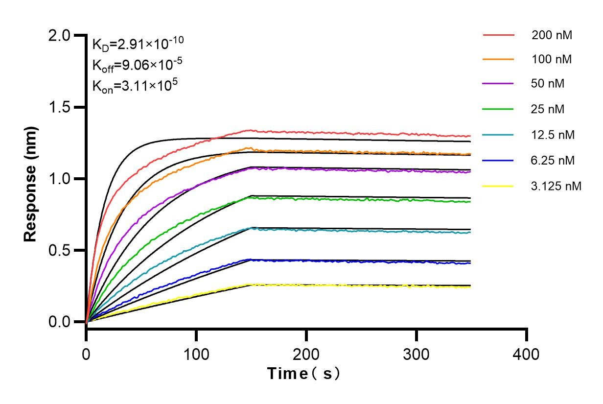 Affinity and Kinetic Characterization of 83702-5-RR