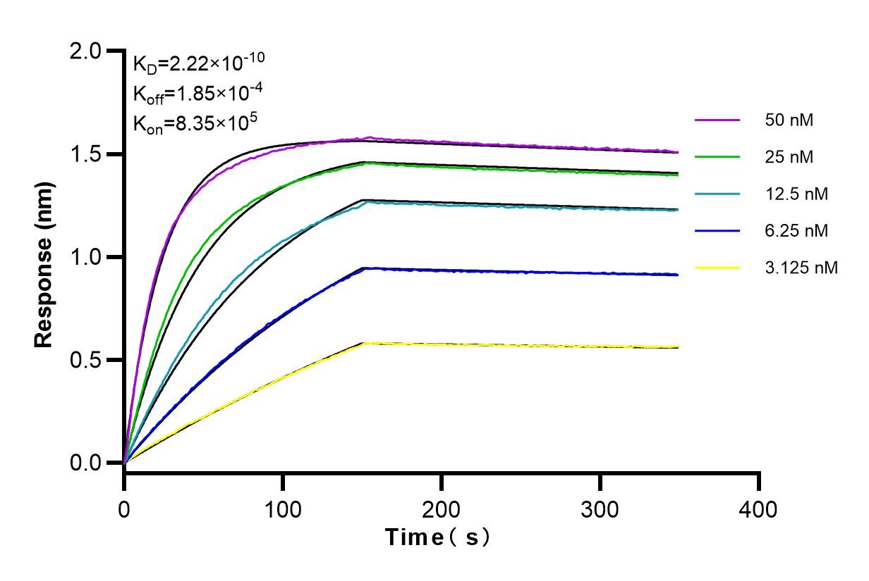 Affinity and Kinetic Characterization of 83724-6-RR
