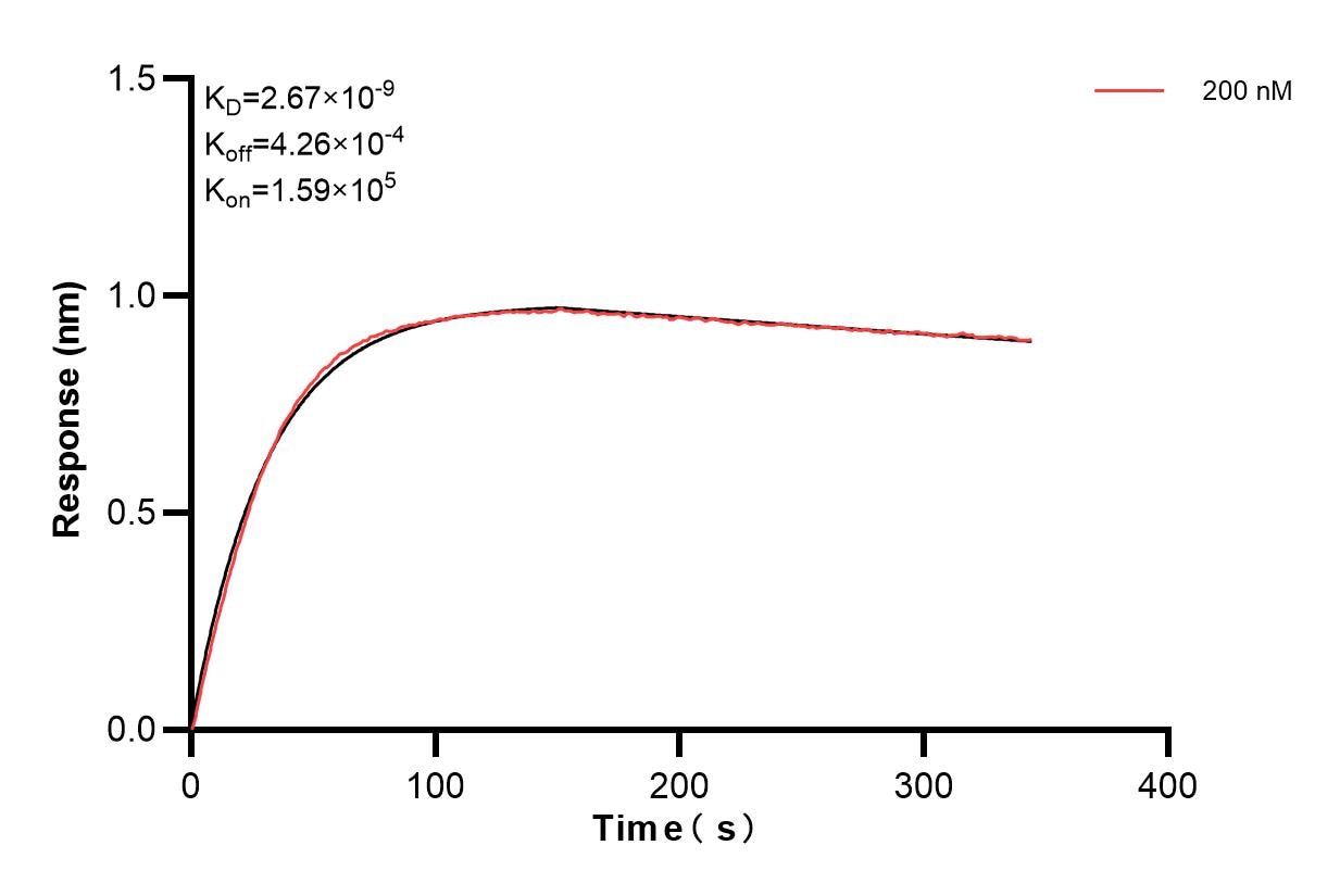 Biolayer interferometry (BLl) kinetic assay of 83726-4-PBS against Human IL-1RAP were performed. The affinity constant is 2.67 nM. Affinity of 83726-4-PBS