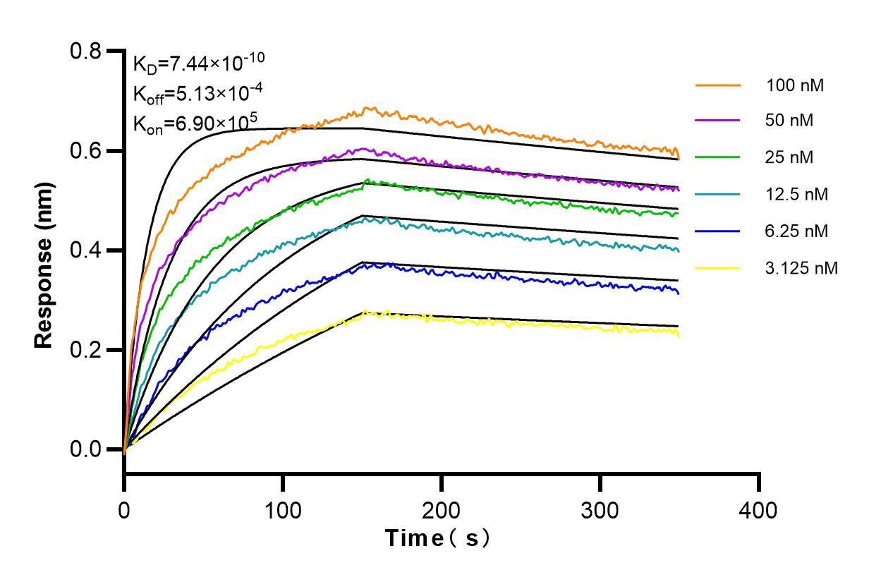 Affinity and Kinetic Characterization of 83738-5-RR