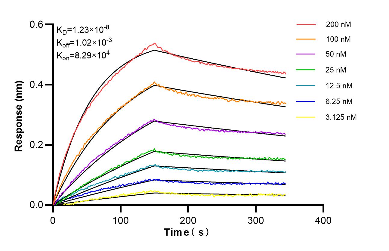 Affinity of 83739-3-RR Affinity of 83739-3-RR