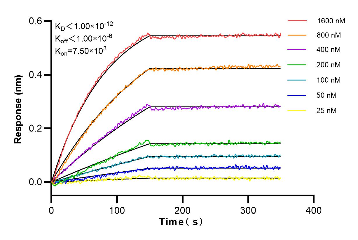 Affinity and Kinetic Characterization of 83768-3-RR