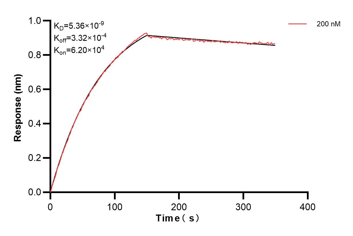 Biolayer interferometry (BLl) kinetic assay of 83815-4-PBS against Human NRAS was performed. The affinity constant is 5.36 nM. Affinity and Kinetic Characterization of 83815-4-PBS