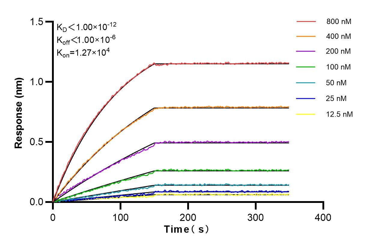 Affinity and Kinetic Characterization of 83818-1-RR