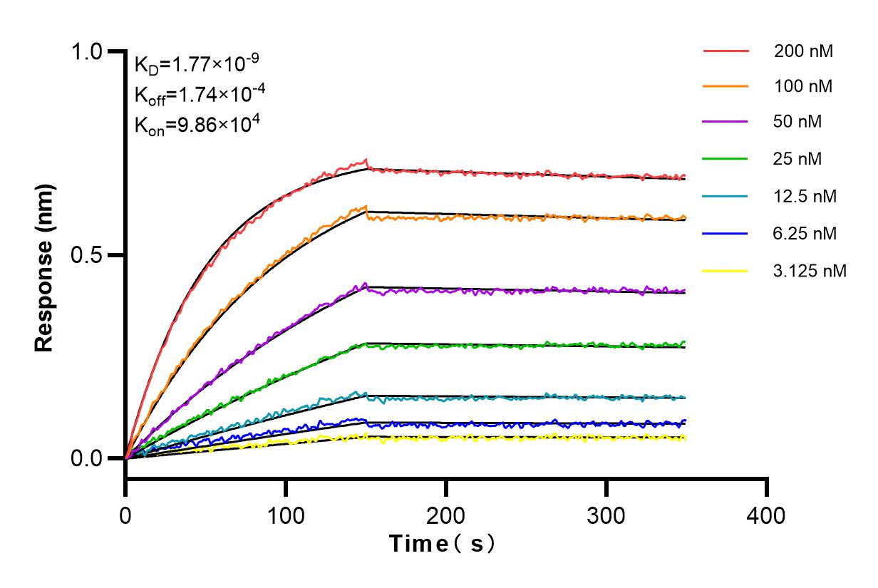 Affinity and Kinetic Characterization of 83828-4-RR