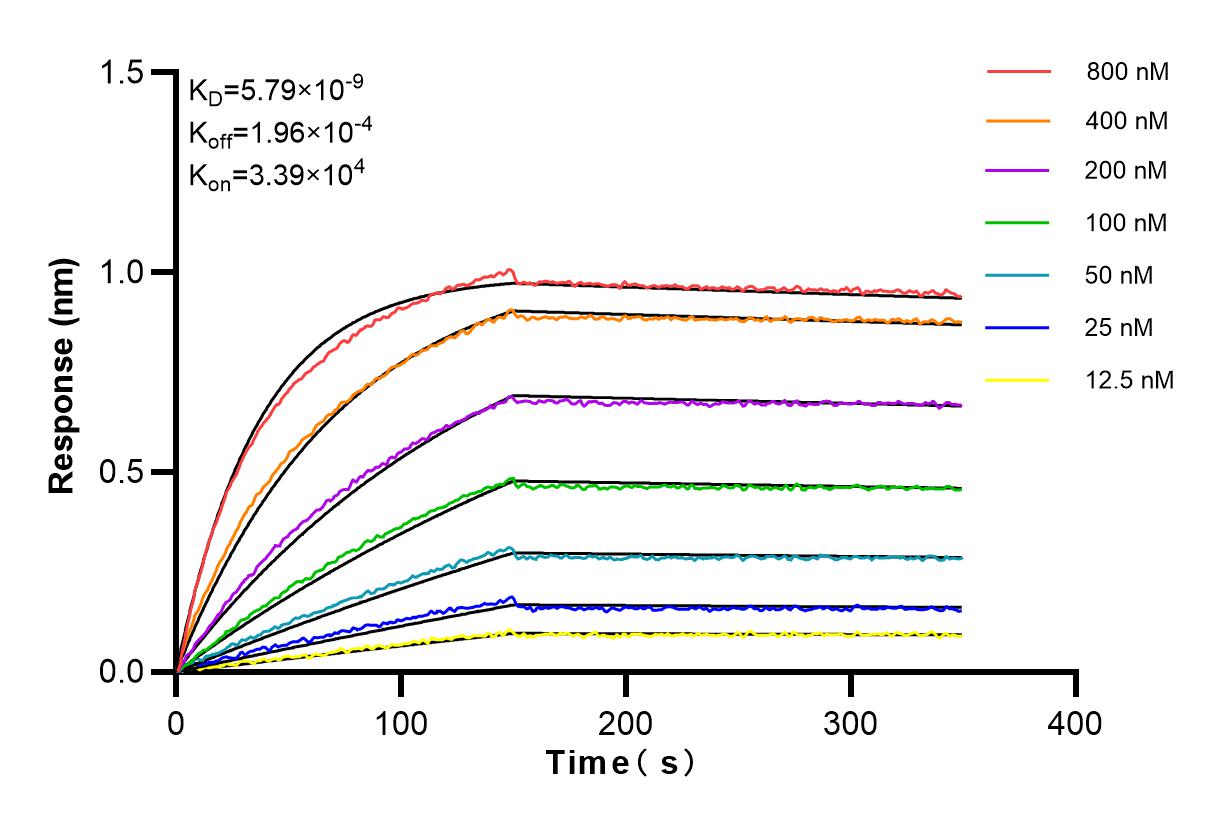 Affinity and Kinetic Characterization of 83839-2-RR