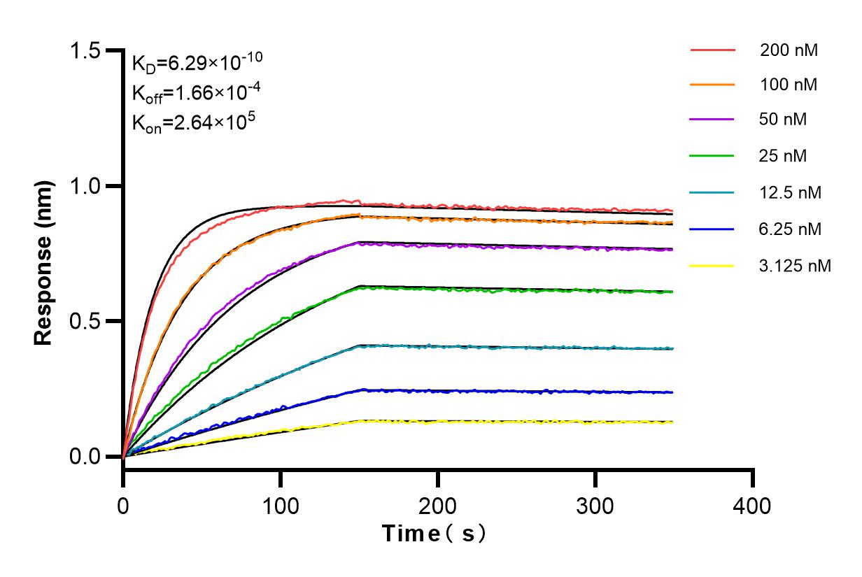 Affinity and Kinetic Characterization of 83871-1-RR