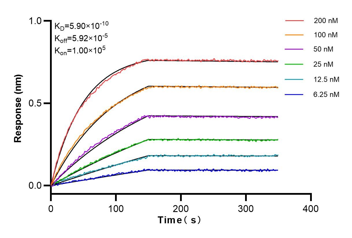 Affinity and Kinetic Characterization of 83885-2-RR