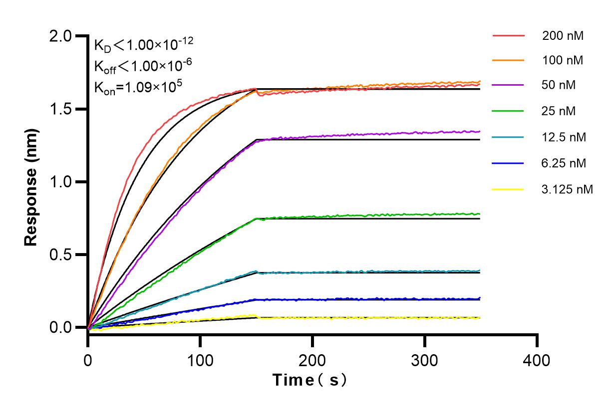 Affinity and Kinetic Characterization of 83888-1-RR