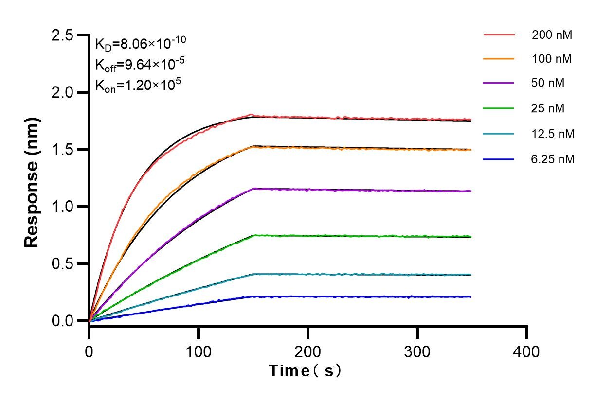 Affinity and Kinetic Characterization of 83892-3-RR