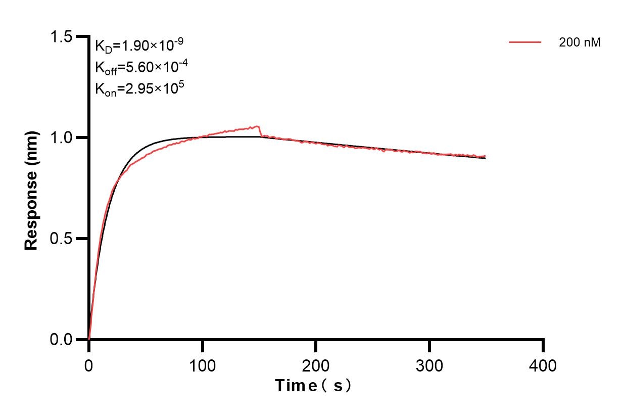 Biolayer interferometry (BLl) kinetic assay of 83897-2-PBS against Human SIK1 was performed. The affinity constant is 1.90 nM. Affinity and Kinetic Characterization of 83897-2-PBS