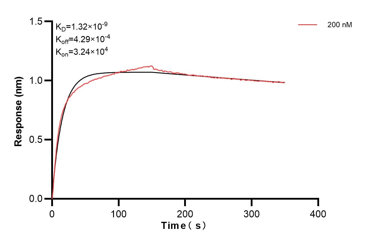 Biolayer interferometry (BLl) kinetic assay of 83897-3-PBS against Human SIK1 was performed. The affinity constant is 1.32 nM. Affinity and Kinetic Characterization of 83897-3-PBS