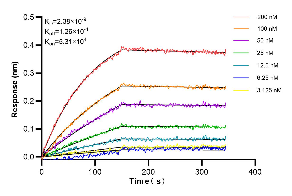 Affinity and Kinetic Characterization of 83908-3-RR