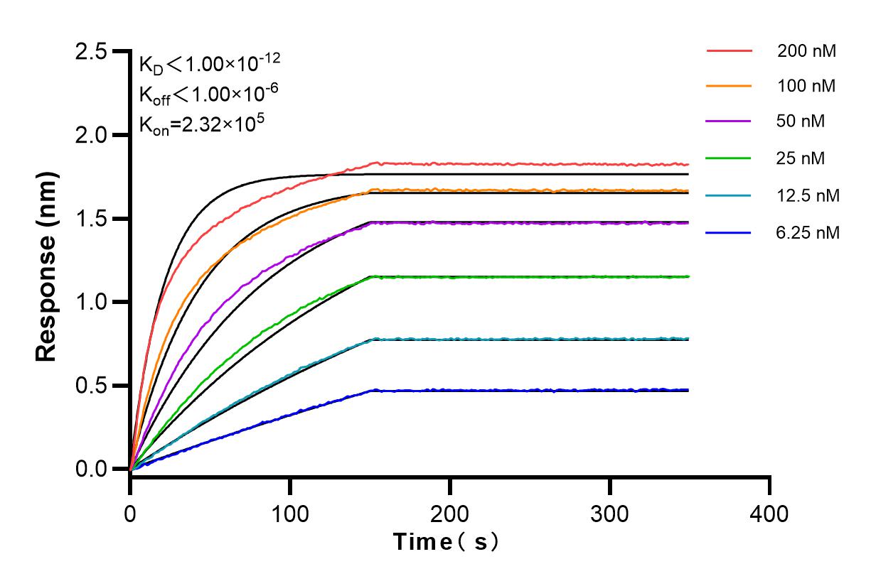 Affinity and Kinetic Characterization of 83909-4-RR
