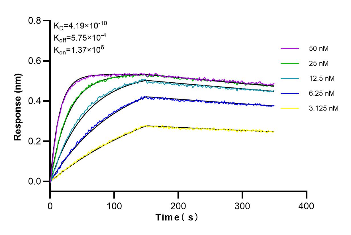 Affinity and Kinetic Characterization of 83935-1-RR