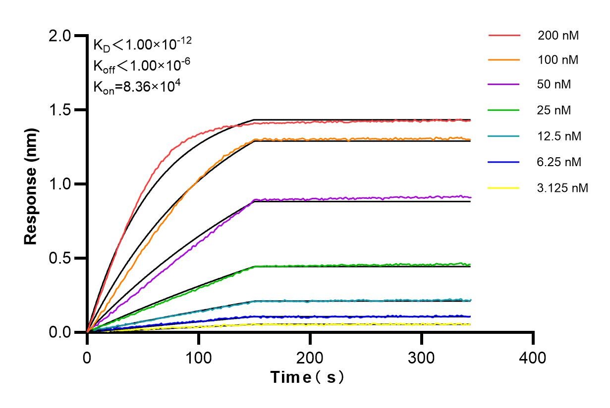 Affinity and Kinetic Characterization of 83939-2-RR