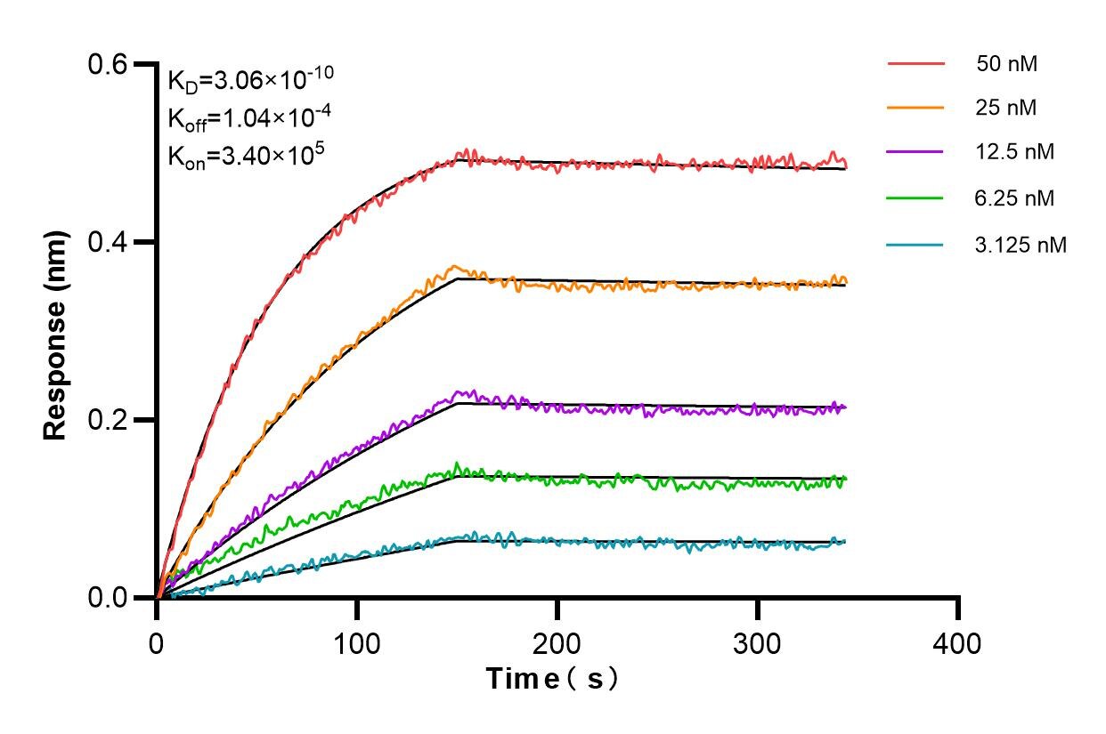 Affinity and Kinetic Characterization of 83958-2-RR
