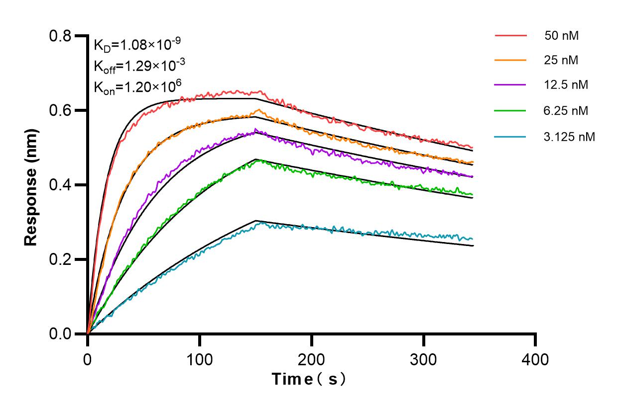 Affinity and Kinetic Characterization of 83959-5-RR