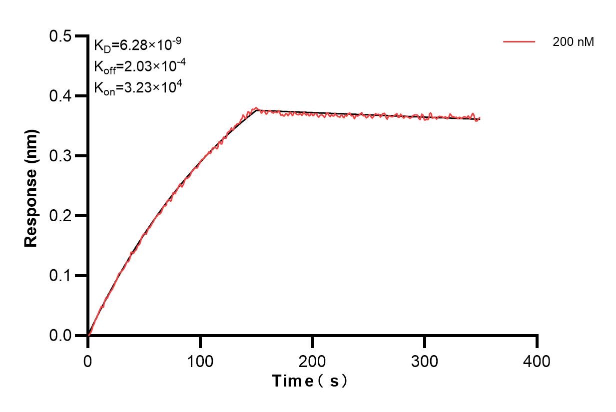 Biolayer interferometry (BLl) kinetic assay of 83967-4-PBS against Human GILZ was performed. The affinity constant is 6.28 nM. Affinity and Kinetic Characterization of 83967-4-PBS