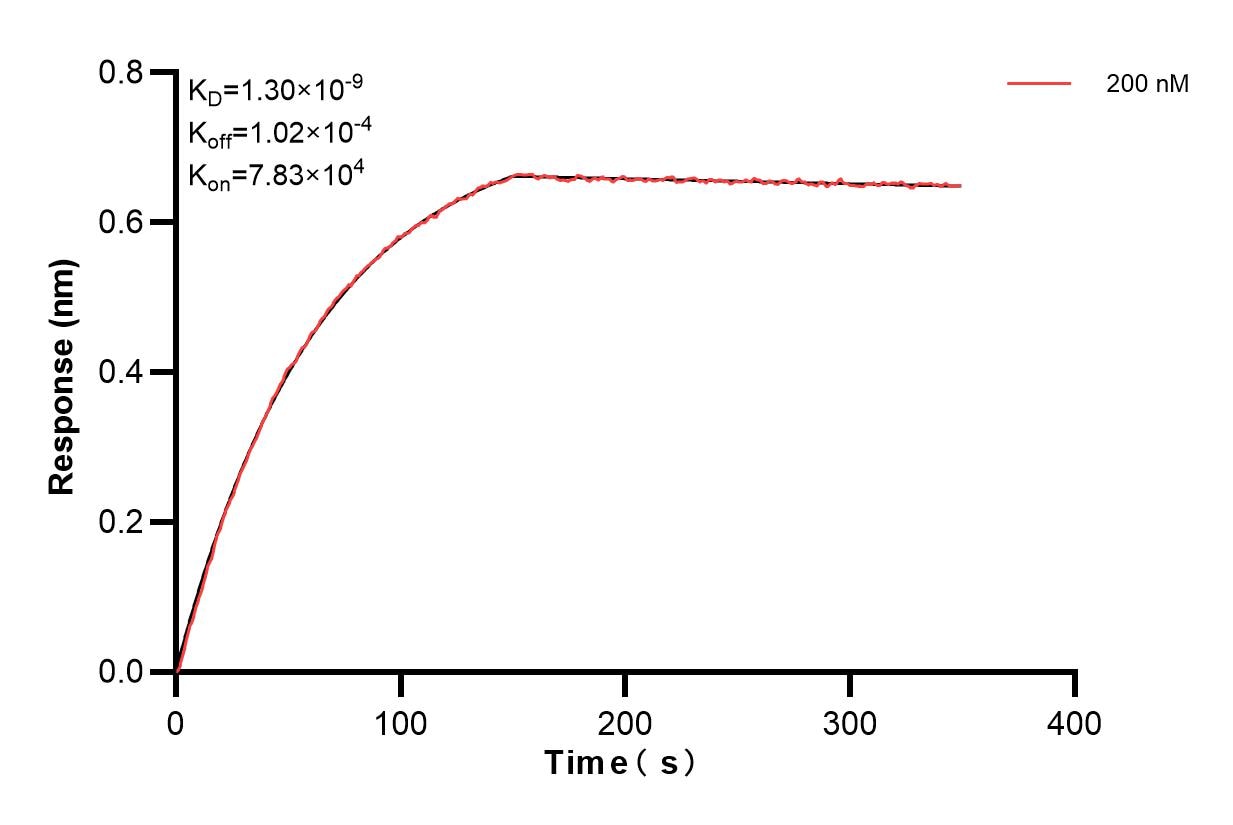 Biolayer interferometry (BLl) kinetic assay of 83967-5-PBS against Human GILZ was performed. The affinity constant is 1.30 nM. Affinity and Kinetic Characterization of 83967-5-PBS