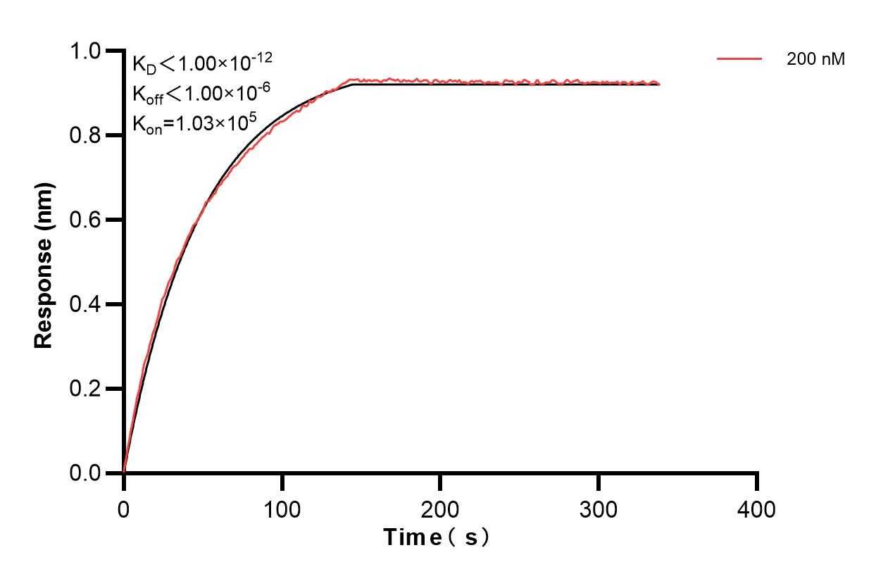 Biolayer interferometry (BLl) kinetic assay of 83974-3-PBS against Human RNGTT was performed. The affinity constant is below 1 pM. Affinity and Kinetic Characterization of 83974-3-PBS
