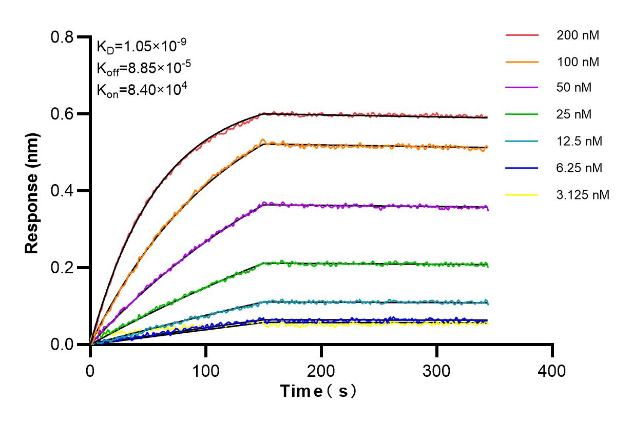Affinity and Kinetic Characterization of 83977-1-RR