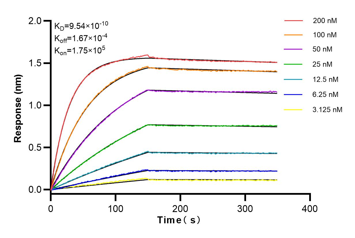 Affinity and Kinetic Characterization of 83989-3-RR