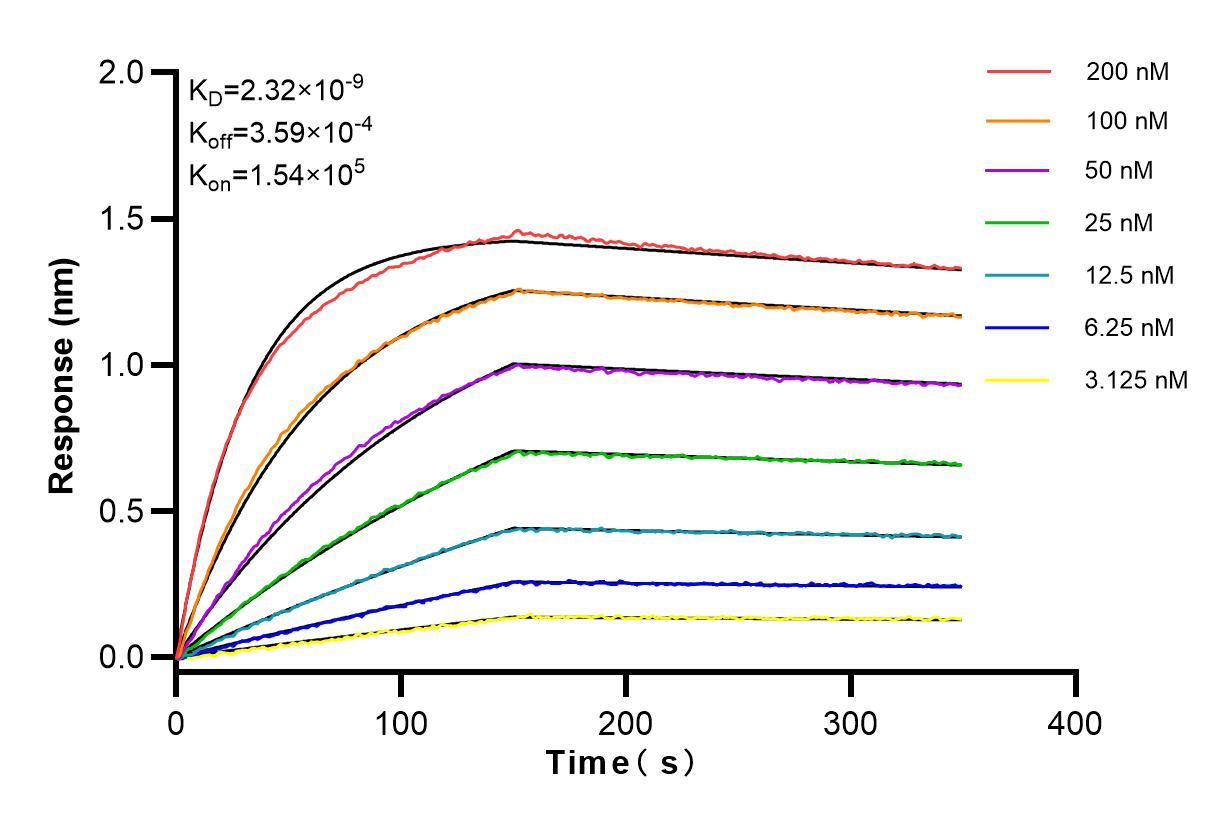 Affinity and Kinetic Characterization of 84003-5-RR