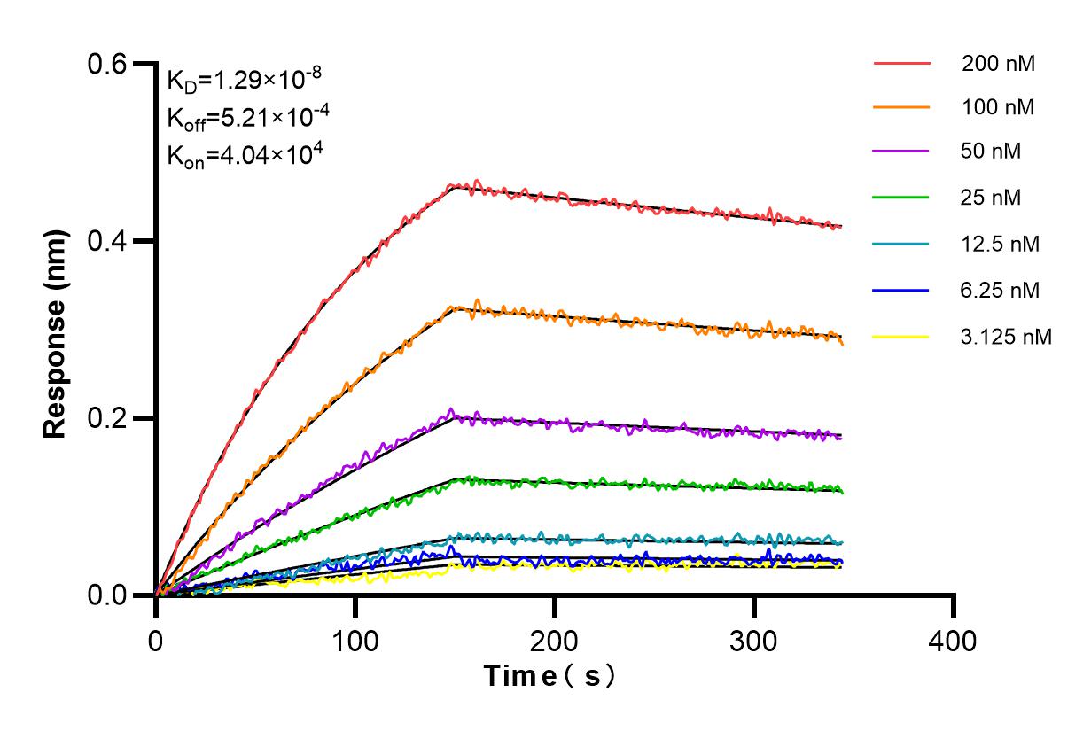 Affinity and Kinetic Characterization of 84004-3-RR