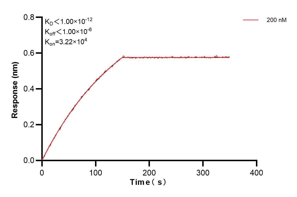 Biolayer interferometry (BLl) kinetic assay of 84026-1-PBS against Human Siglec-8 was performed. The affinity constant is below 1 pM. Affinity and Kinetic Characterization of 84026-1-PBS