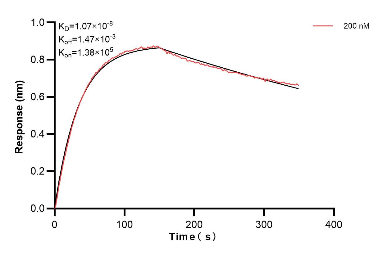 Biolayer interferometry (BLl) kinetic assay of 84026-2-PBS against Human Siglec-8 was performed. The affinity constant is 10.7 nM. Affinity and Kinetic Characterization of 84026-2-PBS